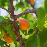 Abricotier polonais : est-il adapté aux climats froids ? abricotier polonais