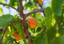 Abricotier polonais : est-il adapté aux climats froids ? abricotier polonais