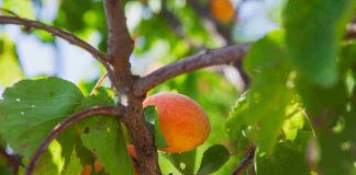 Abricotier polonais : est-il adapté aux climats froids ? abricotier polonais