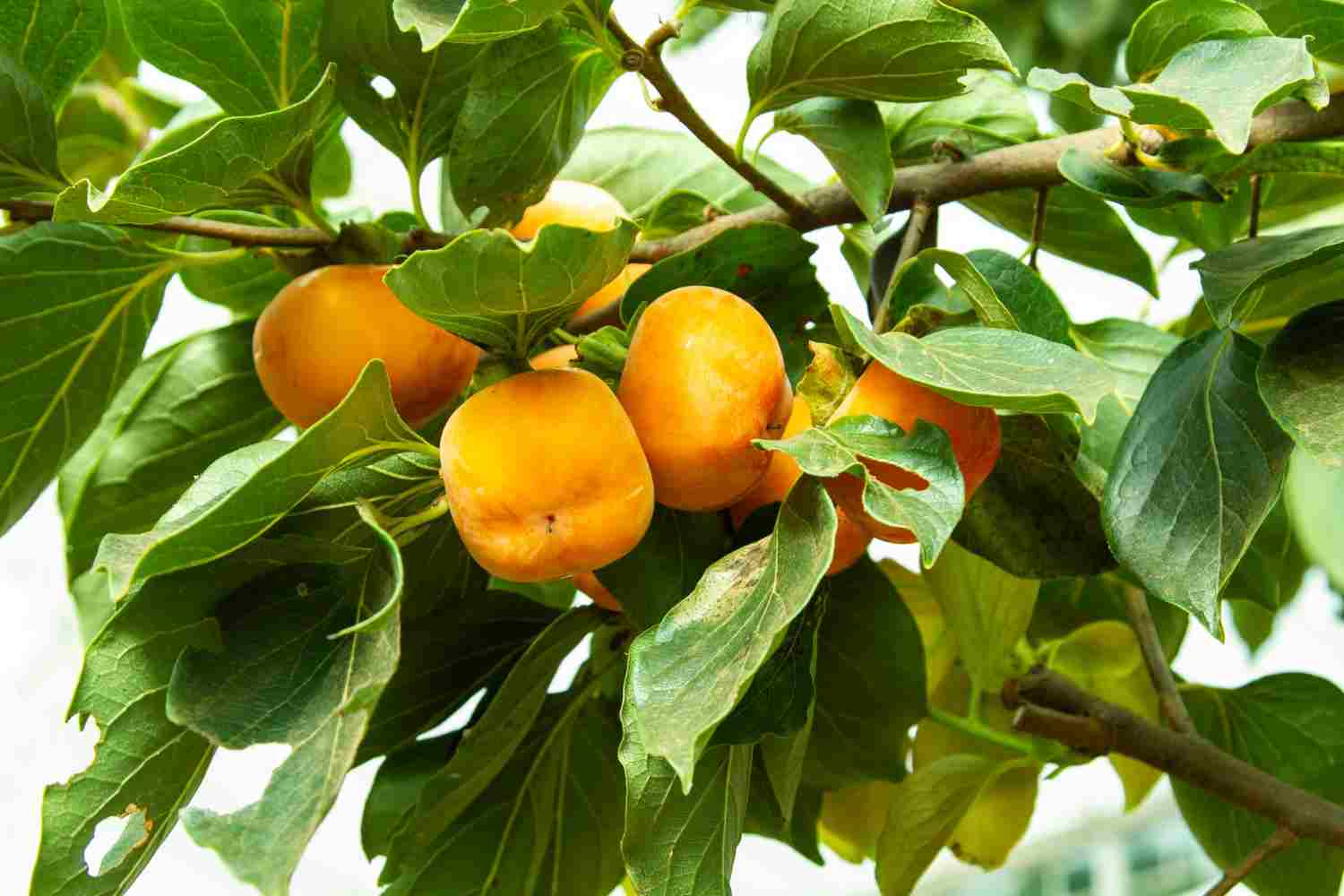 abricotier polonais