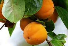 Abricotier polonais : où l’acheter au meilleur prix ? abricotier polonais
