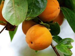 Abricotier polonais : où l’acheter au meilleur prix ? abricotier polonais