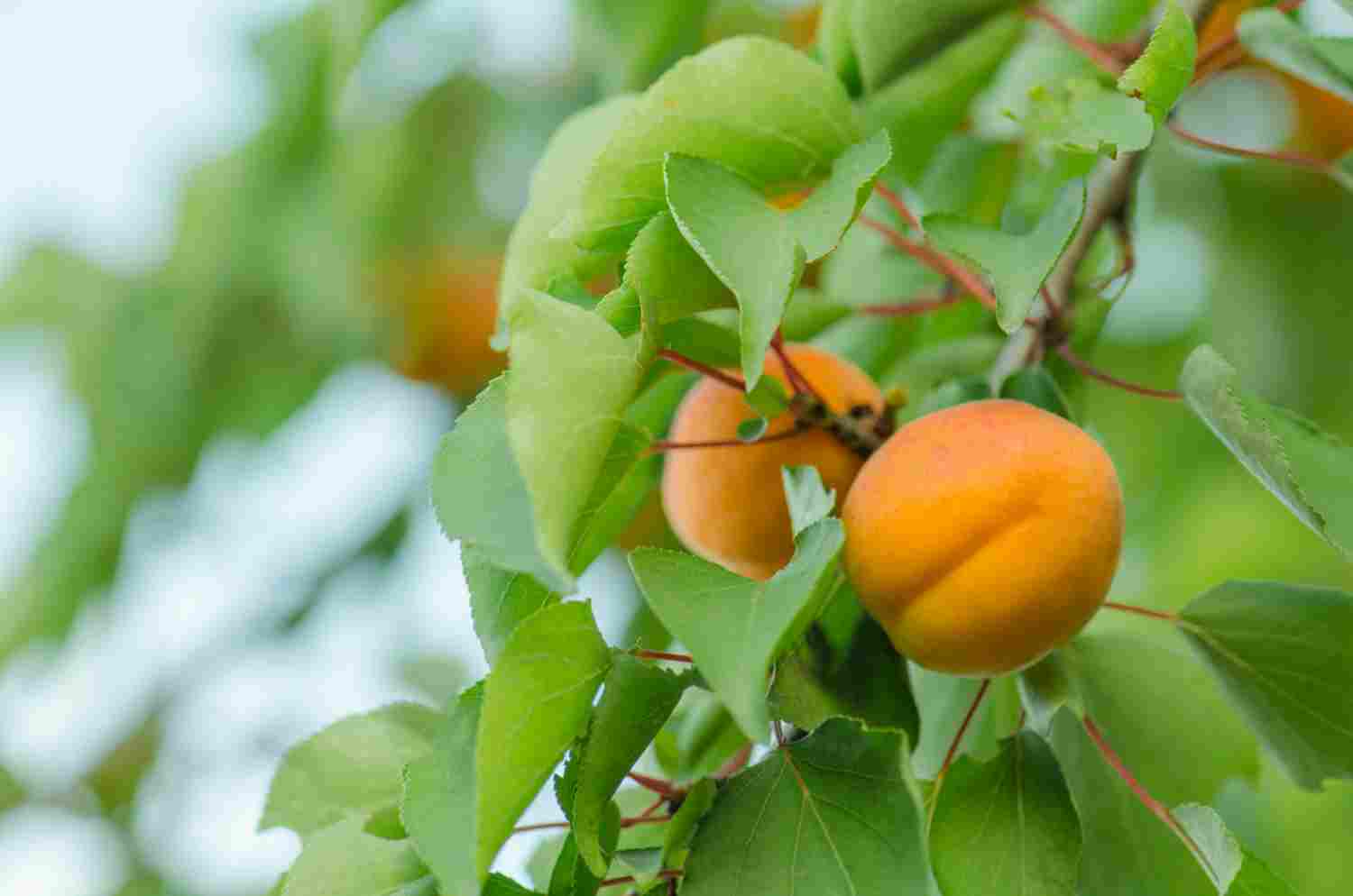 abricotier polonais