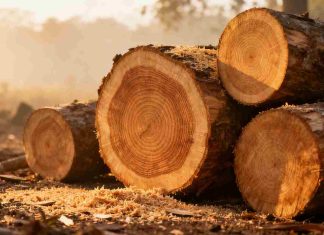 Albizia bois de chauffage