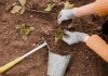 Bouture noyer : conseils d’expert pour un arbre robuste
