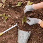 Bouture noyer : conseils d’expert pour un arbre robuste