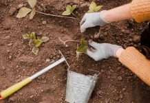 Bouture noyer : conseils d’expert pour un arbre robuste