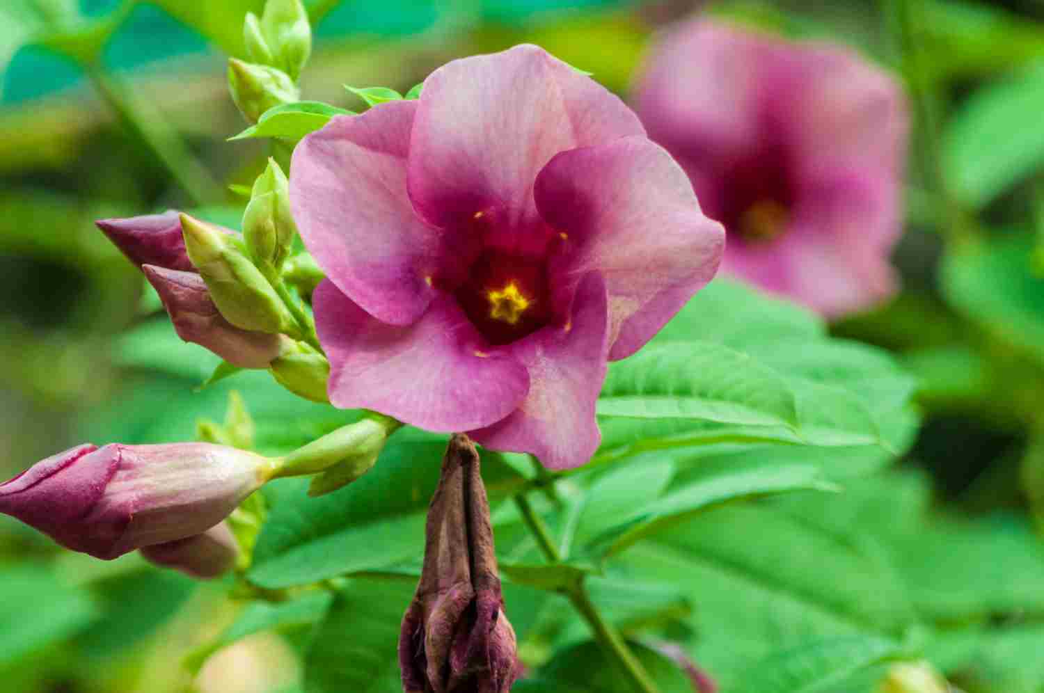 impatiens de guinée