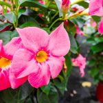 Impatiens de Guinée : comment réussir sa plantation ? impatiens de guinée