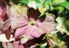Impatiens de Guinée : pourquoi ne fleurit-elle pas ? impatiens de guinée