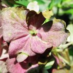 Impatiens de Guinée : pourquoi ne fleurit-elle pas ? impatiens de guinée