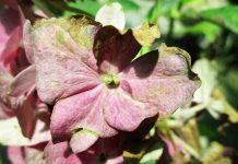 Impatiens de Guinée : pourquoi ne fleurit-elle pas ? impatiens de guinée