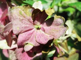 Impatiens de Guinée : pourquoi ne fleurit-elle pas ? impatiens de guinée