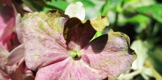 Impatiens de Guinée : pourquoi ne fleurit-elle pas ? impatiens de guinée