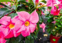 Impatiens de Guinée : comment réussir sa plantation ? impatiens de guinée