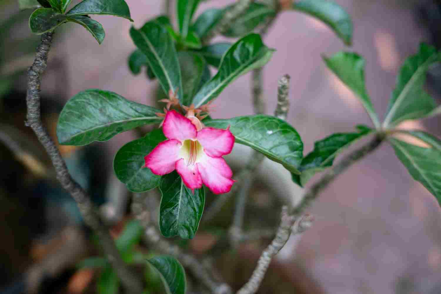 impatiens de guinée