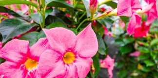 Impatiens de Guinée : comment réussir sa plantation ? impatiens de guinée