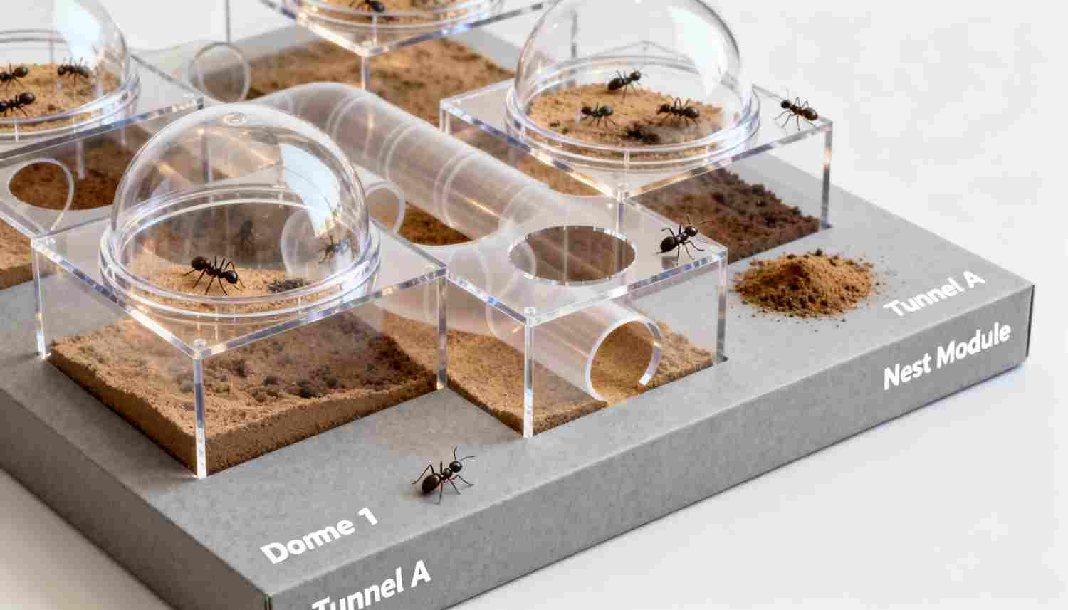 kit fourmilière creusable