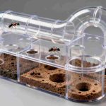 kit fourmilière creusable