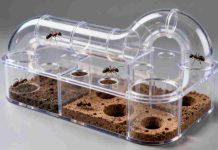 Kit fourmilière creusable : combien ça coûte vraiment ? kit fourmilière creusable