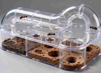kit fourmilière creusable