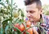 Tomate Pyros : quel rendement attendre au potager ? tomate pyros