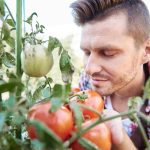 Tomate Pyros : quel rendement attendre au potager ? tomate pyros