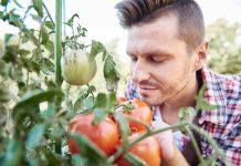 Tomate Pyros : quel rendement attendre au potager ? tomate pyros