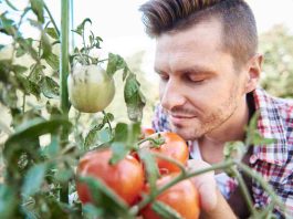 Tomate Pyros : quel rendement attendre au potager ? tomate pyros