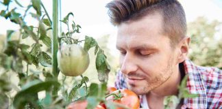 Tomate Pyros : quel rendement attendre au potager ? tomate pyros