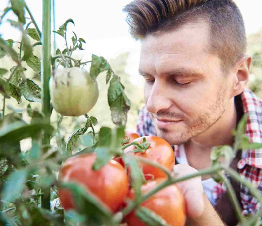 Tomate Pyros : quel rendement attendre au potager ? tomate pyros