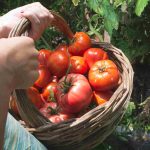 Tomate Pyros : quand planter pour une récolte optimale ? tomate pyros