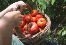 Tomate Pyros : quand planter pour une récolte optimale ? tomate pyros
