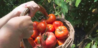 Tomate Pyros : quand planter pour une récolte optimale ? tomate pyros