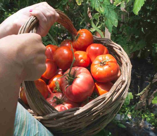 Tomate Pyros : quand planter pour une récolte optimale ? tomate pyros