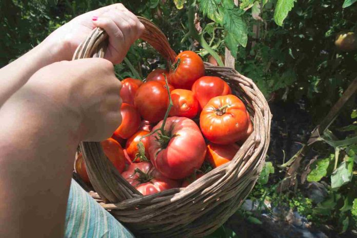 tomate pyros