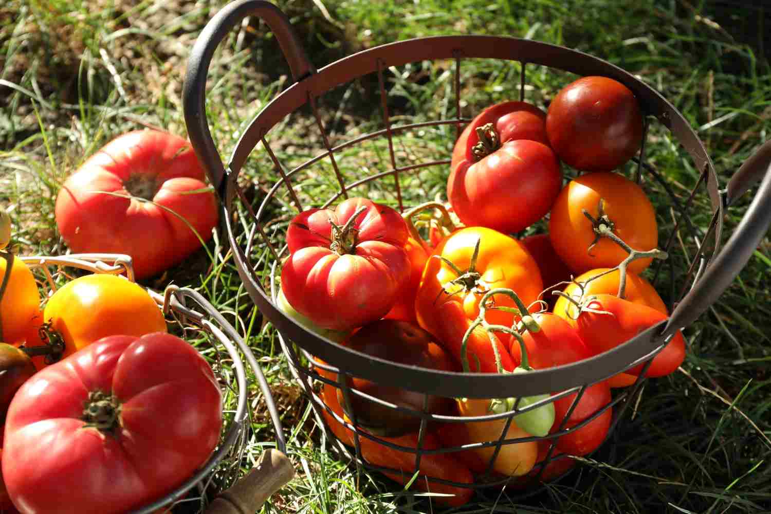 tomate pyros