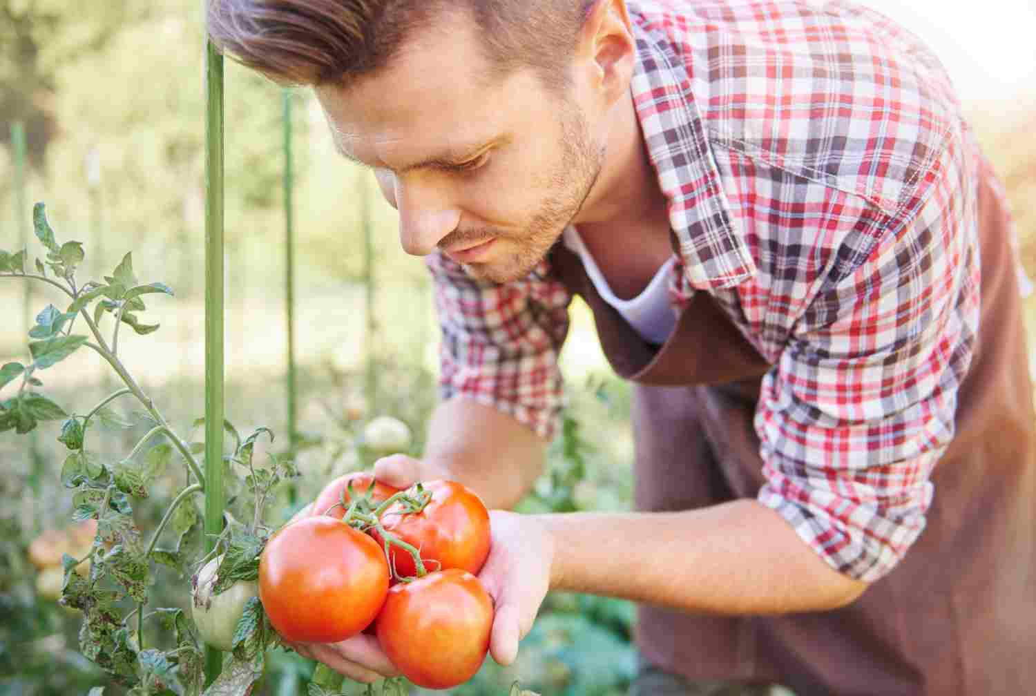 tomate pyros