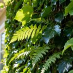 mur végétalisé à Bordeaux