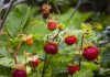 Tailler les framboisiers non remontants : astuces de pro tailler les framboisiers non remontants