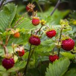 Tailler les framboisiers non remontants : astuces de pro tailler les framboisiers non remontants