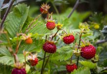 Tailler les framboisiers non remontants : astuces de pro tailler les framboisiers non remontants