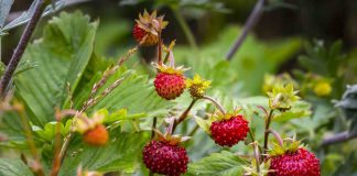 Tailler les framboisiers non remontants : astuces de pro tailler les framboisiers non remontants