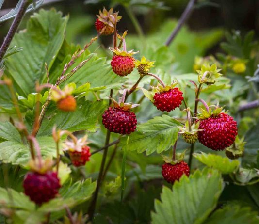Tailler les framboisiers non remontants : astuces de pro tailler les framboisiers non remontants