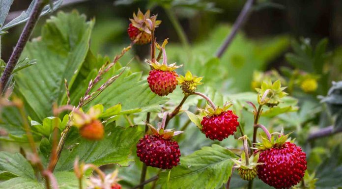 Tailler les framboisiers non remontants : astuces de pro tailler les framboisiers non remontants