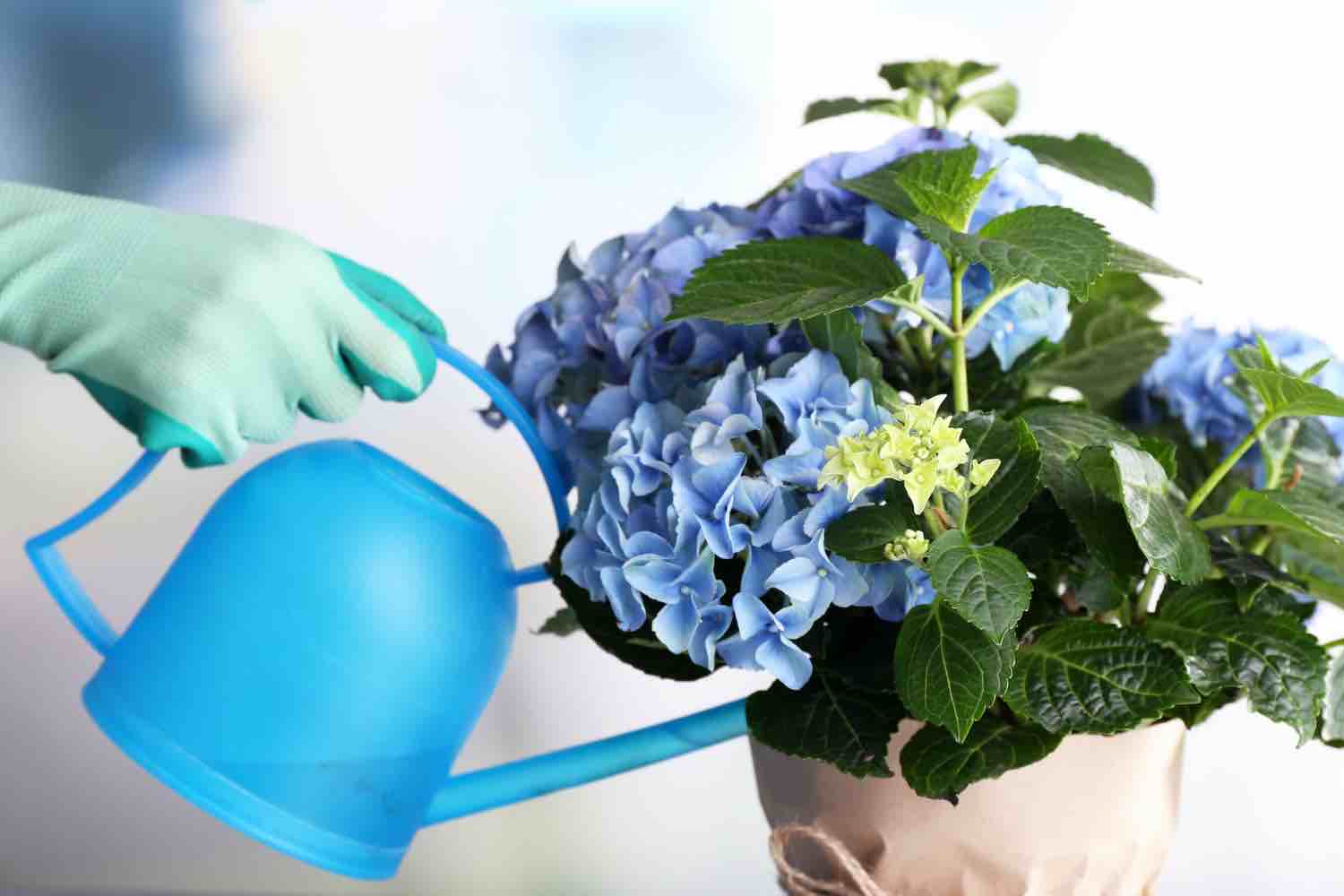 Bouturer hortensia dans l'eau