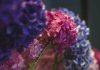 Bouturer hortensia dans l’eau : comment réussir facilement ? bouturer hortensia dans l'eau