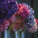 Bouturer hortensia dans l’eau : comment réussir facilement ? bouturer hortensia dans l'eau