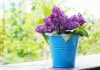 Bouturer hortensia dans l’eau : quelle tige choisir ? Bouturer hortensia dans l'eau