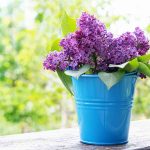 Bouturer hortensia dans l’eau : quelle tige choisir ? Bouturer hortensia dans l'eau